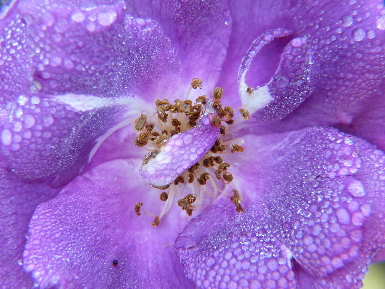rose, purple, dew, waterdrop, blossom, bloom, nature, flower, plant, plant protection, herbicides, environment, natural reserve, effective microorganisms, beauty, greeting card, colorful, invitation, fresh, summer, garden, flower bed, garden maintenance, gardeners, clarity, purity, cosmetics, bio, aesthetics, natural cosmetics, essential oils, fragrance, fragrance oil, maintenance, skin