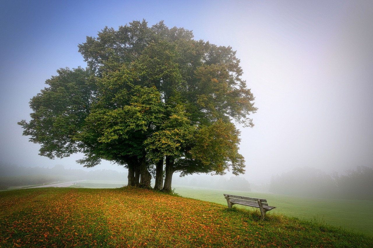 landscape, tree, bench, park, meadow, pasture, grass, fog, mist, hill, nature, autumn, tree, tree, tree, tree, tree, bench, park, park, hill